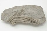 Two Fossil Crinoids (Parascytalocrinus?) - Crawfordsville, Indiana #198577-1